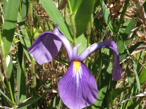 Image of Iris tridentata by no rights reserved