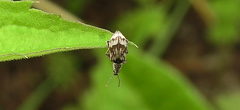 Polydrusus tereticollis