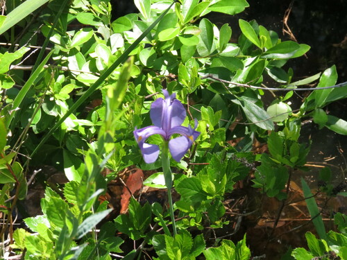 Image of Iris tridentata by no rights reserved