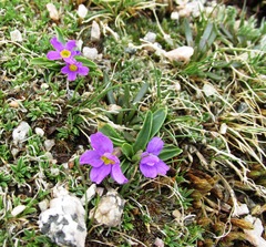 Primula angustifolia