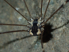 Leuronychus pacificus