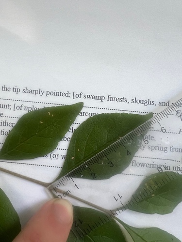 Image of Godfrey's Swampprivet (Forestiera godfreyi) by (c) sblumen, some rights reserved (CC BY)