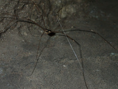 Leuronychus pacificus