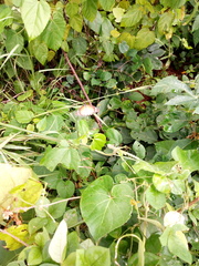 Danaus chrysippus alcippus