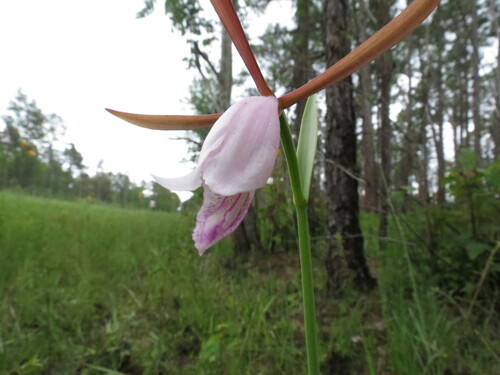Image of Cleistesiopsis divaricata by no rights reserved