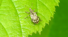 Polydrusus tereticollis