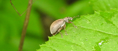 Polydrusus mollis