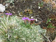 Primula angustifolia