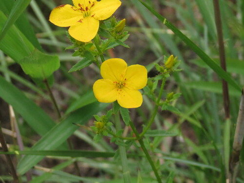 Image of Rhexia lutea by no rights reserved