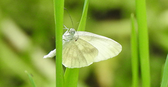 Dismorphiinae