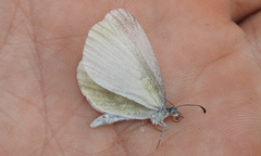 Dismorphiinae