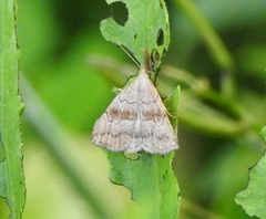 Phalaenostola metonalis