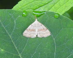 Phalaenostola metonalis