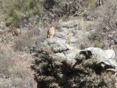 Falco sparverius paulus