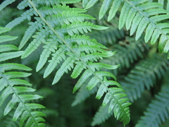 Pteridium