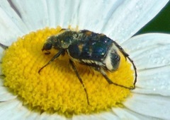 Trichiotinus viridans
