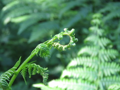 Pteridium