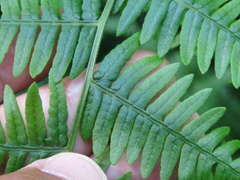 Pteridium