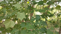 Platanus rzedowskii