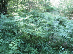 Pteridium