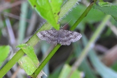 Phalaenostola larentioides