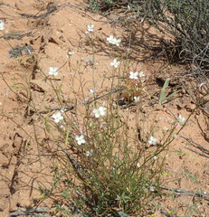 Heliophila variabilis