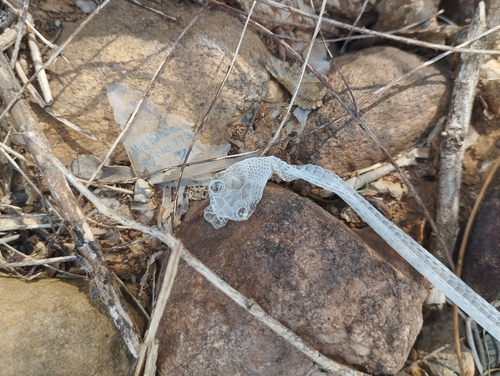 Common Cat Snake, Boiga trigonata