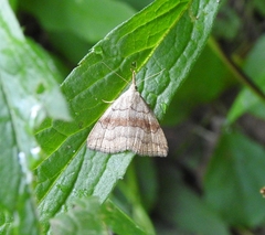 Phalaenostola metonalis