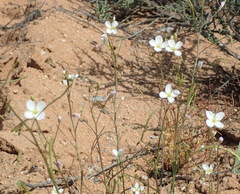 Heliophila variabilis