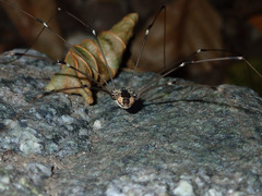 Leuronychus pacificus