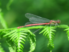 Pyrrhosoma nymphula