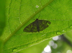 Crocidophora serratissimalis