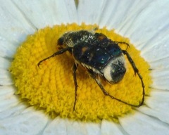 Trichiotinus viridans