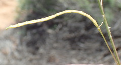 Heliophila variabilis