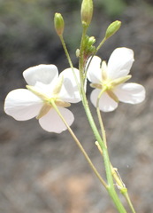 Heliophila variabilis