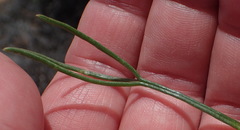 Heliophila variabilis