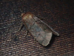 Orthodes cynica