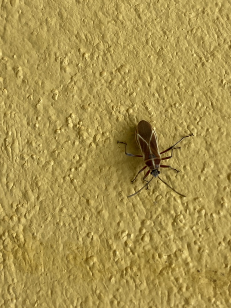 Stenomacra turrialbana