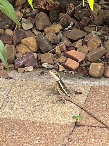 Gilbert's Dragon, Lophognathus gilberti