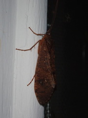 Ptilostomis ocellifera