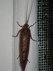 Ptilostomis ocellifera