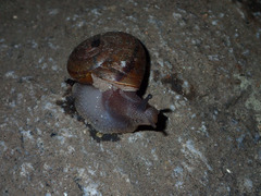 Helminthoglypta petricola