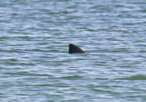 Great White Shark photographed in Massachusetts