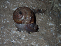 Helminthoglypta petricola