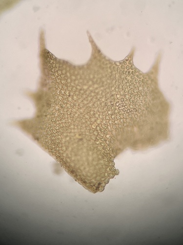 Plagiochila conduplicata, 2024-09-17