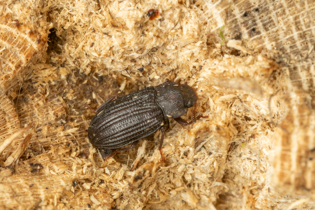 Bradymerus spretus