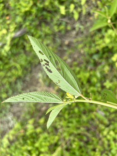 Image of Corchorus olitorius by (c) Bella Lin, some rights reserved (CC BY)