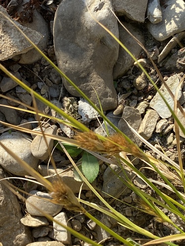 Image of Carex sychnocephala by (c) Suzanne Carriere, some rights reserved (CC BY)
