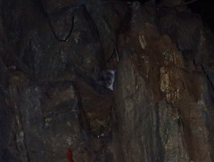 Peromyscus gambelii
