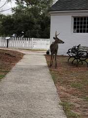 Odocoileus virginianus venatorius
